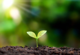 Clean Energy - Young plant - Geothermal Heating and AC