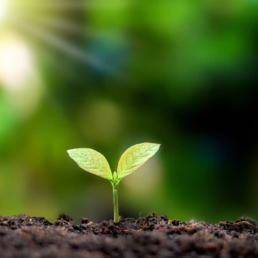 Clean Energy - Young plant - Geothermal Heating and AC