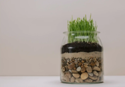 Green Plant in a Jar - Air and Filtration
