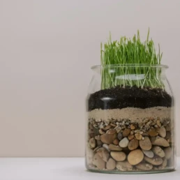 Green Plant in a Jar - Air and Filtration