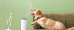 Whole House Humidifiers - Dog Enjoying Humidity - EMCO Tech Heating & Cooling