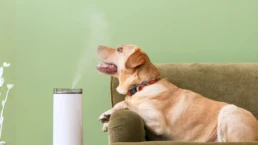 Whole House Humidifiers - Dog Enjoying Humidity - EMCO Tech Heating & Cooling