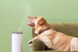 Whole House Humidifiers - Dog Enjoying Humidity - EMCO Tech Heating & Cooling